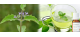 Aromaterapia: Hortelã do Campo e seus benefícios