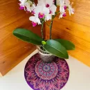 Mandalinha Dália Roxa - Várias formas de usar e decorar!